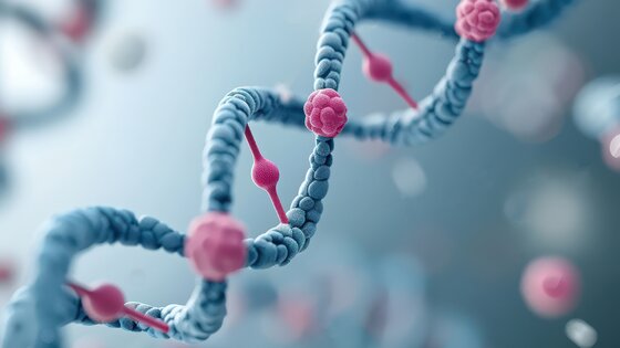 Modelldarstellung einer DNA-Doppelhelix | © AdobeStock_878410697