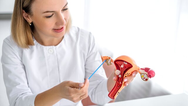 Eine Ärztin erklärt ein Modell des weiblichen Fortpflanzungsapparates. | © AdobeStock_1062232627